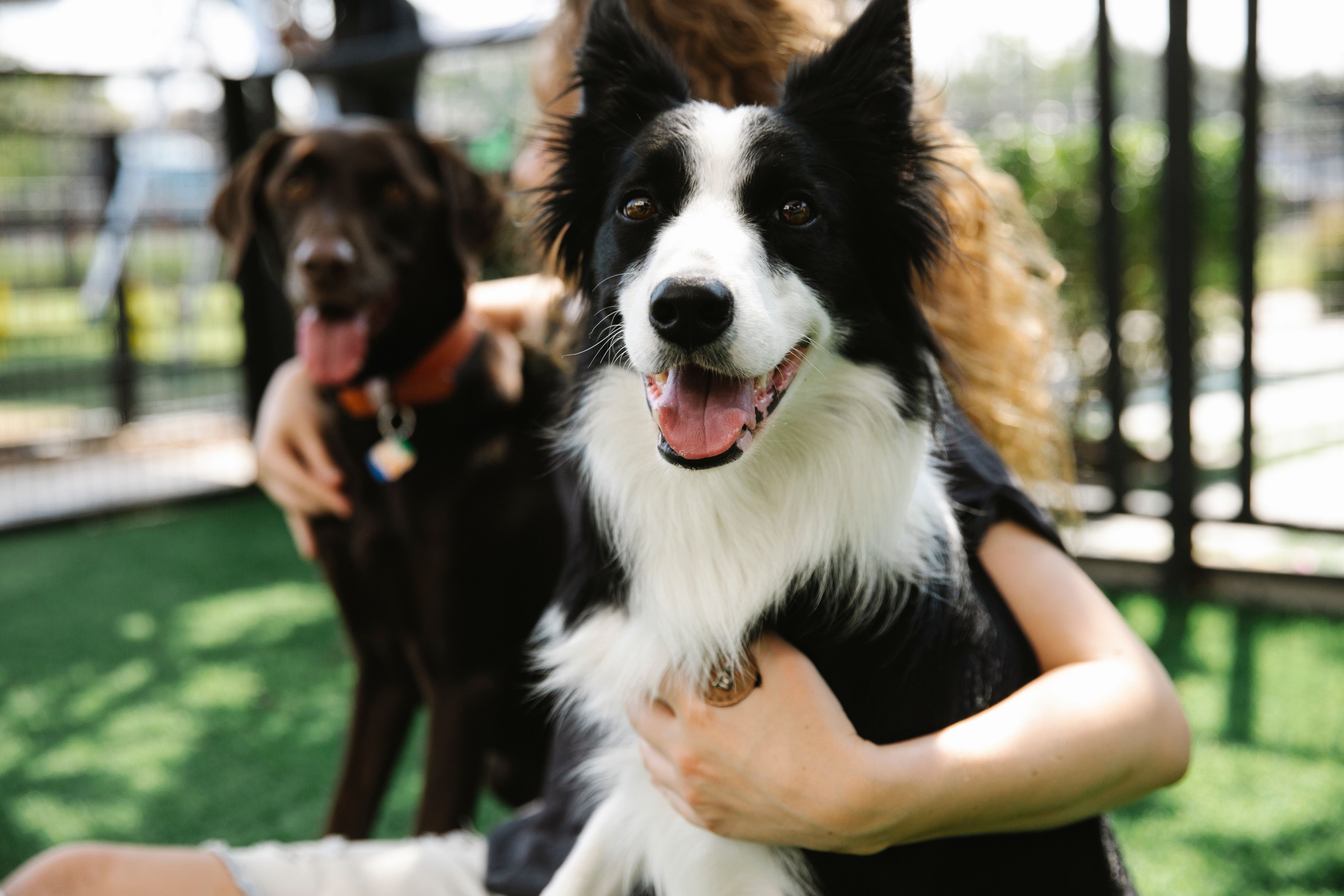 Happy dog at Pet Planet Brunette