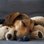 Kuschelzeit