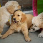 Dog daycare