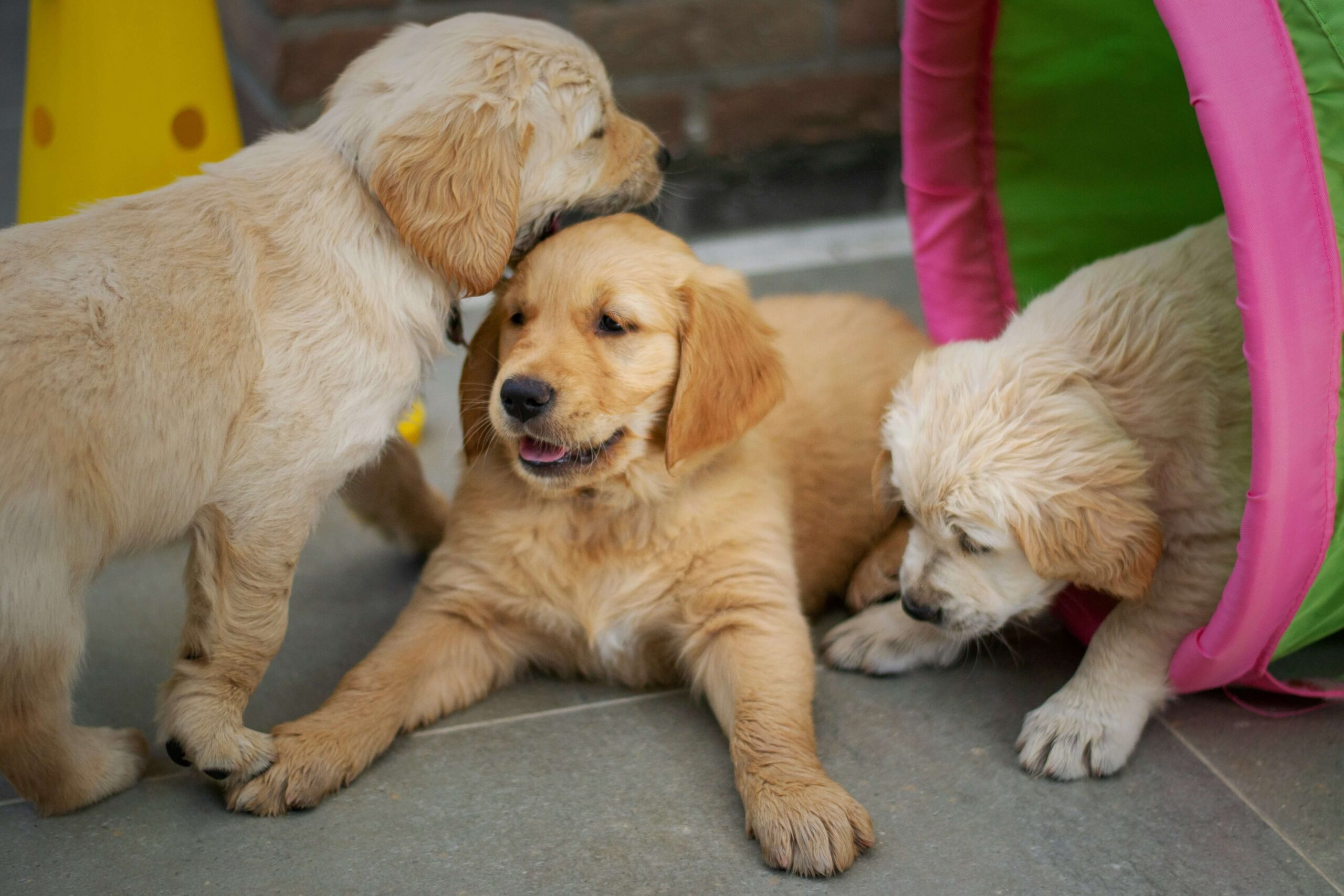 Dog daycare